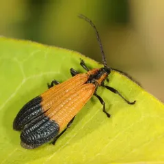 End Band Net-winged Beetle thumbnail 4
