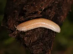 Slug Millipede thumbnail 4