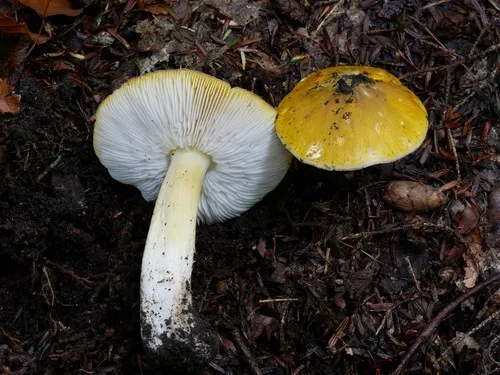 Tricholoma subluteum