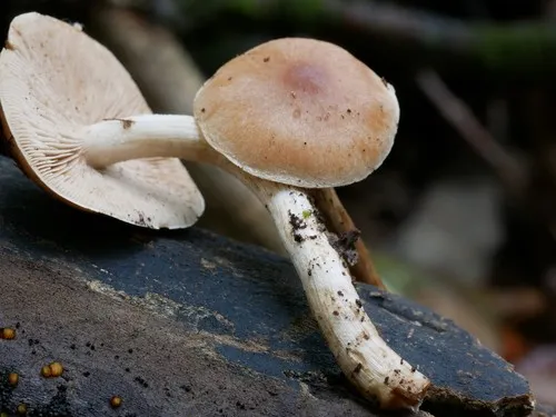 pale poisonpie