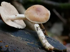 pale poisonpie thumbnail 1