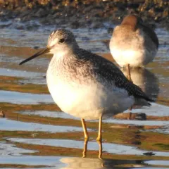 Greater Yellowlegs thumbnail 2