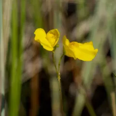 intermediate bladderwort thumbnail 3