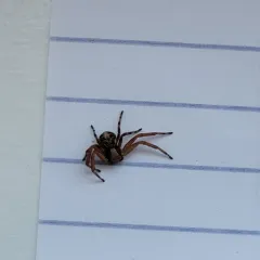 Punctated Ground Crab Spider thumbnail 3