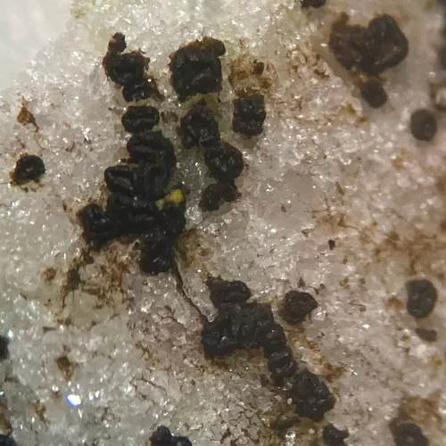Common Coal Dust Lichen