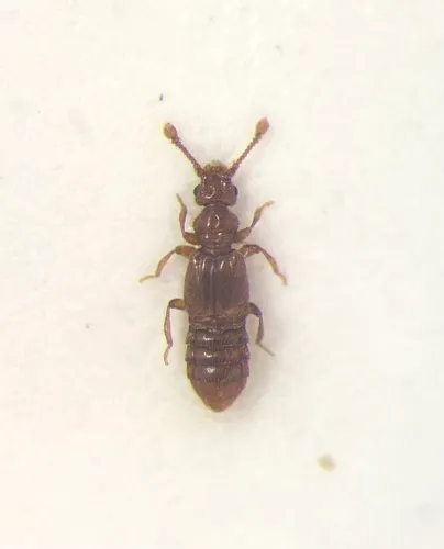 Euplectus signatus