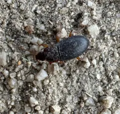 Red-collared Harp Ground Beetle thumbnail 4