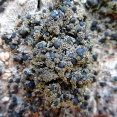 Surprise Lichen thumbnail 3