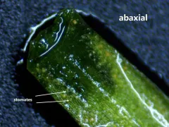 rock firmoss thumbnail 1