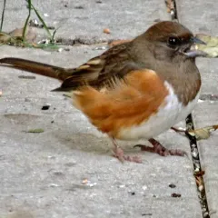 Eastern Towhee thumbnail 4