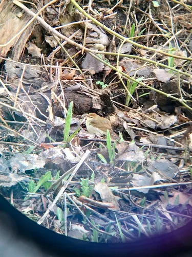 Swainson's Warbler