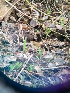 Swainson's Warbler thumbnail 1