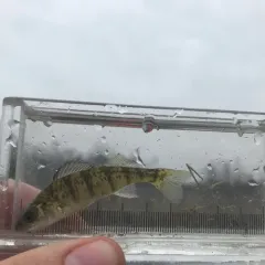 Yellow Perch thumbnail 4