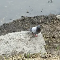 Rock Pigeon thumbnail 3