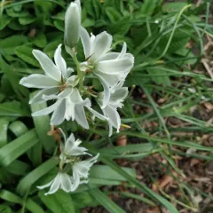 Drooping Star-of-Bethlehem thumbnail 3