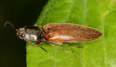 Hemicrepidius hemipodus thumbnail 1
