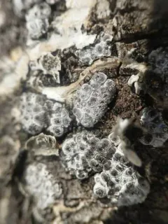 Entoleuca mammata thumbnail 4