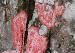 Christmas lichen thumbnail 2