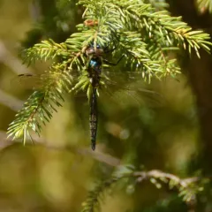 Ocellated Emerald thumbnail 2