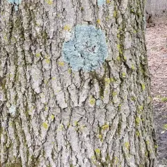 Eastern speckled shield lichen thumbnail 4