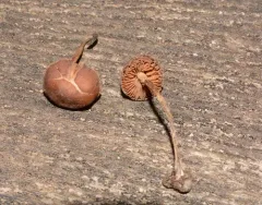 Naucoria amarescens thumbnail 2
