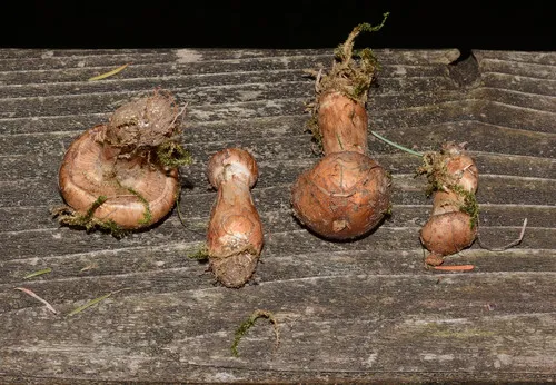 Phlegmacium sobrium