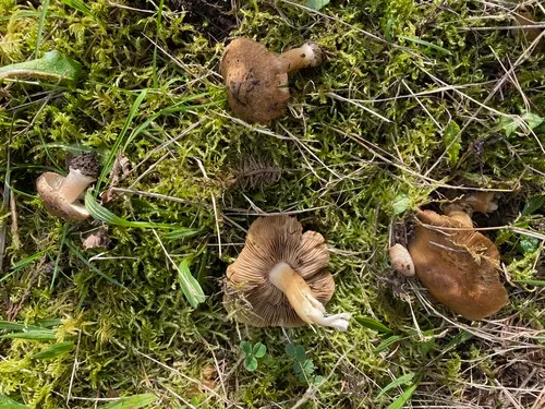 Inocybe praecox