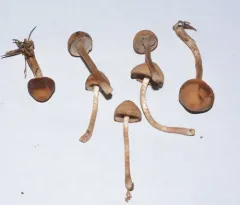 Psathyrella carinthiaca thumbnail 4