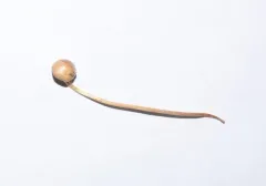 Protostropharia luteonitens thumbnail 2