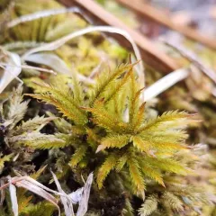 American Tree Moss thumbnail 3