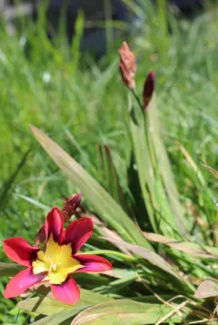 Harlequin flower thumbnail 2
