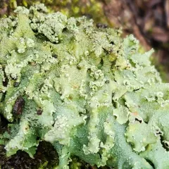 Speckled Greenshield thumbnail 4