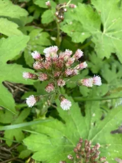 Arctic Butterbur thumbnail 4