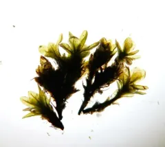 Marsh Collar-moss thumbnail 1