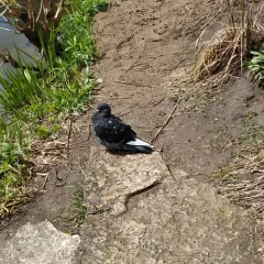 Rock Pigeon thumbnail 4