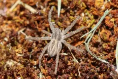Five-striped Spider thumbnail 2