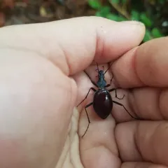 Narrow-collared Snail-eating Beetle thumbnail 4