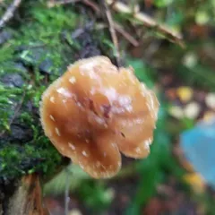 scurfy twiglet thumbnail 2