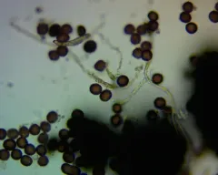 Polyschismium carestianum thumbnail 4