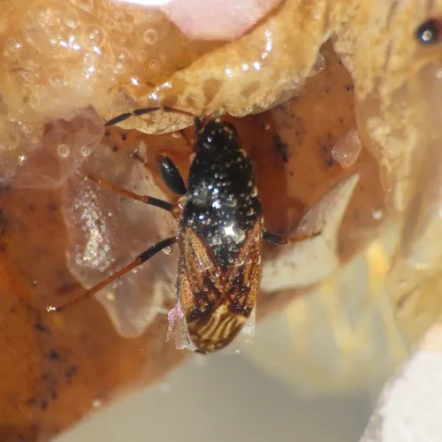 Introduced Dirt-colored Seed Bug