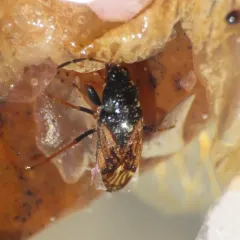 Introduced Dirt-colored Seed Bug thumbnail 1