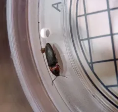Red Click Beetle thumbnail 3