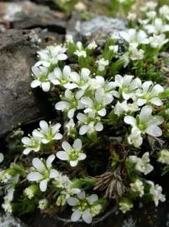 olympic sandwort thumbnail 2