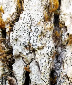 Bark scribble thumbnail 1
