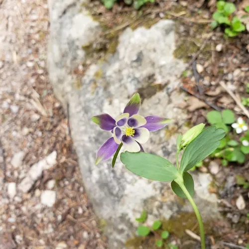 Small-flower Columbine