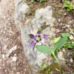 Small-flower Columbine thumbnail 1