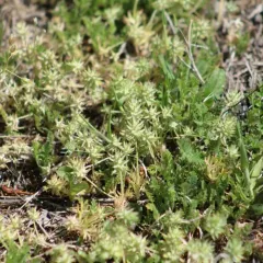 Curveseed Butterwort thumbnail 3