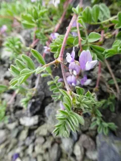 Least Bladdery Milkvetch thumbnail 3