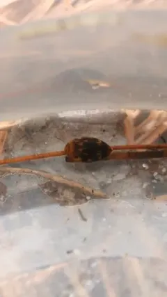 Laccophilus undatus thumbnail 3