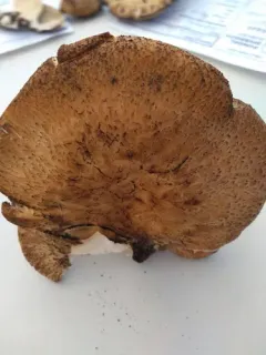 Polyporus decurrens thumbnail 2